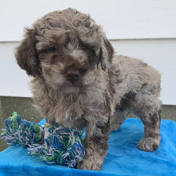 comprar cachorros sanos, baratos y asequibles para la venta